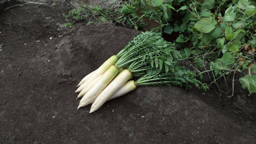 củ cải